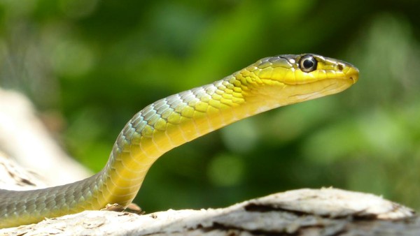 Usir Ular dari Rumah: 11 Bahan Alami Ampuh Usir Ular dari Rumah: 11 Bahan Alami Ampuh