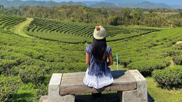 Gunung_Doi_Mae_Salong_Dari_Opium_ke_Teh_Oolong_Legendaris Gunung Doi Mae Salong: Dari Opium ke Teh Oolong Legendaris