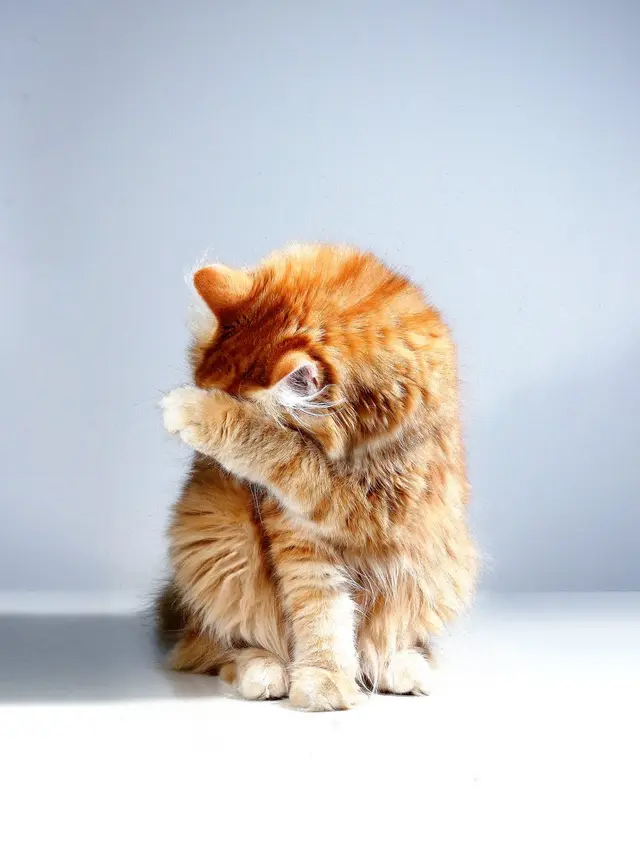 Rahasia Telur Ayam: Atasi Alergi Kucing Secara Alami