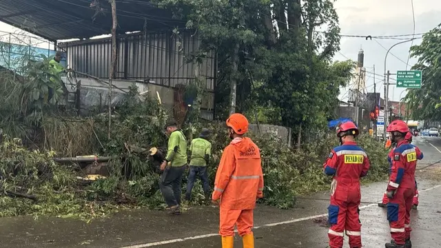 Ribuan Pohon Rawan Tumbang Jakarta Pusat Dipangkas Juni 2025